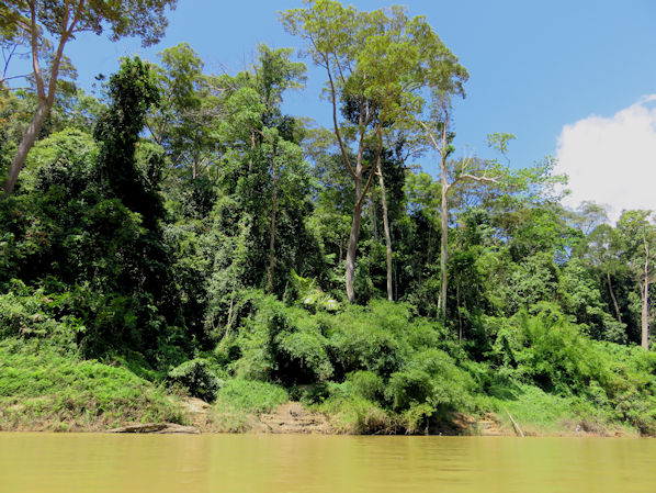 Tembeling River Rainforest