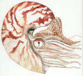 Ein Nautilus